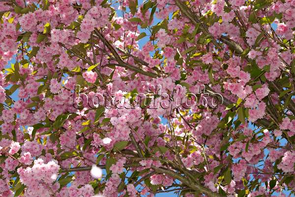 452124 - Cerisier des collines (Prunus serrulata 'Kanzan')