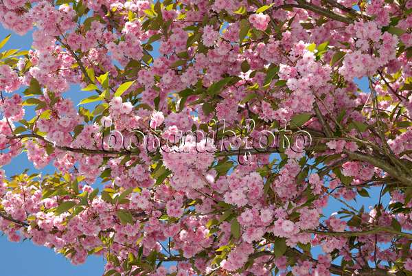 452125 - Cerisier des collines (Prunus serrulata 'Kanzan')