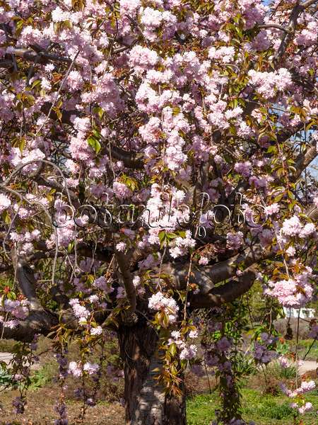 459021 - Cerisier des collines (Prunus serrulata 'Kanzan')