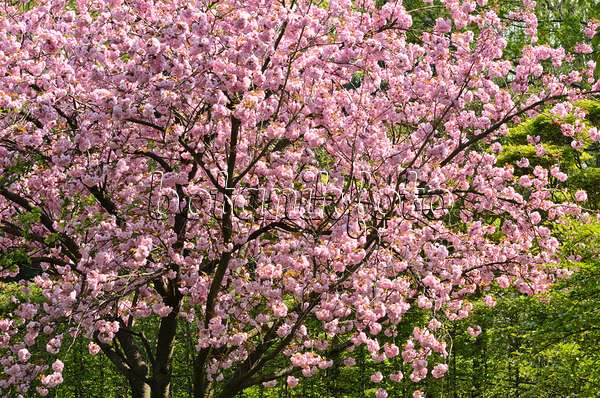495219 - Cerisier des collines (Prunus serrulata 'Kanzan')