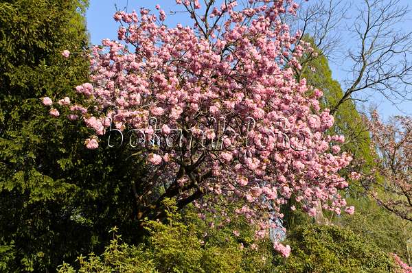 495243 - Cerisier des collines (Prunus serrulata 'Kanzan')