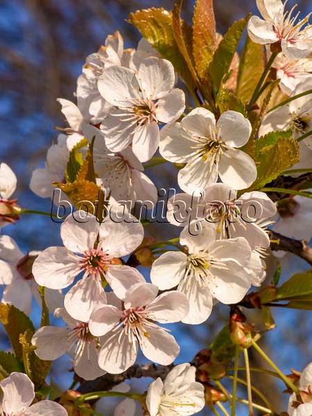 424141 - Cerisier des oiseaux (Prunus avium)
