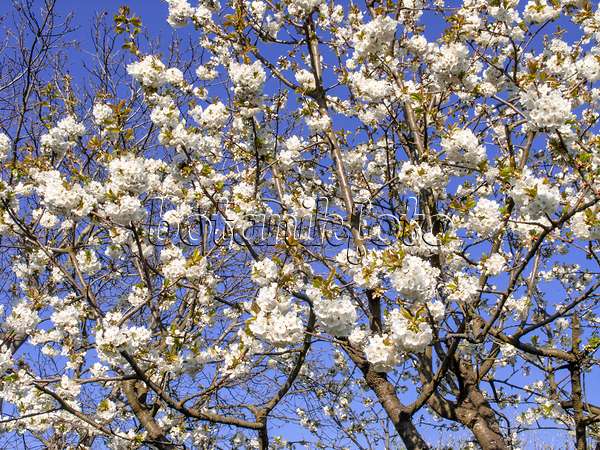 483209 - Cerisier des oiseaux (Prunus avium)