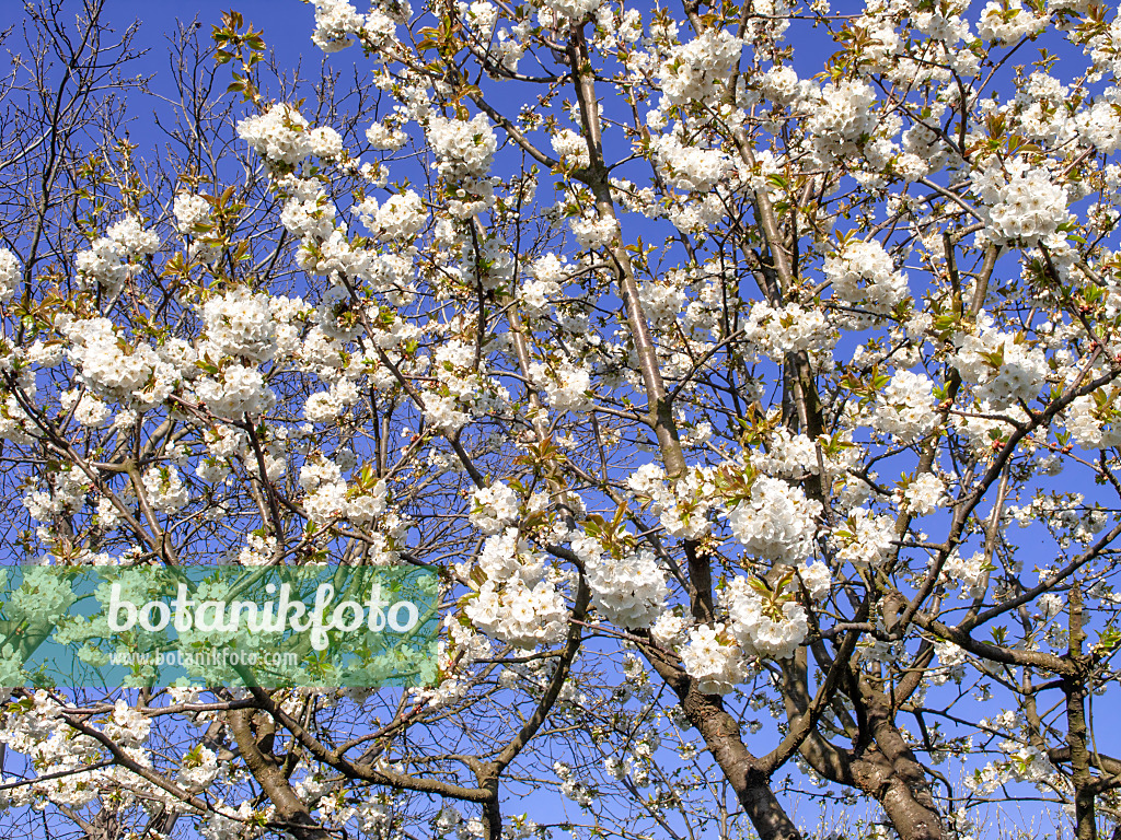 483209 - Cerisier des oiseaux (Prunus avium)