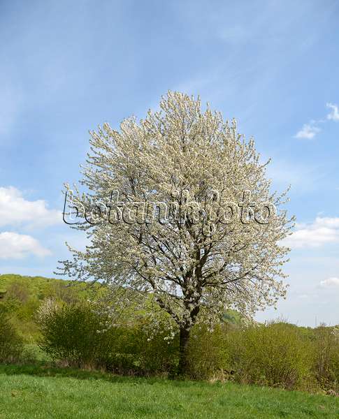 575226 - Cerisier des oiseaux (Prunus avium)