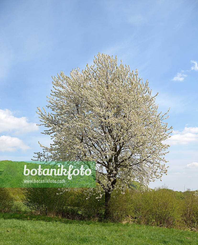 575226 - Cerisier des oiseaux (Prunus avium)