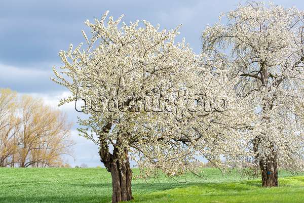 616078 - Cerisier des oiseaux (Prunus avium)