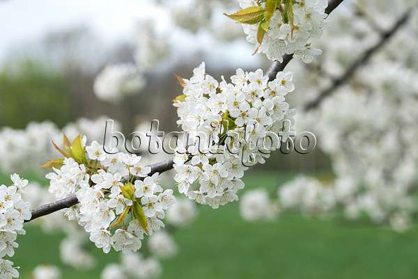 616079 - Cerisier des oiseaux (Prunus avium)