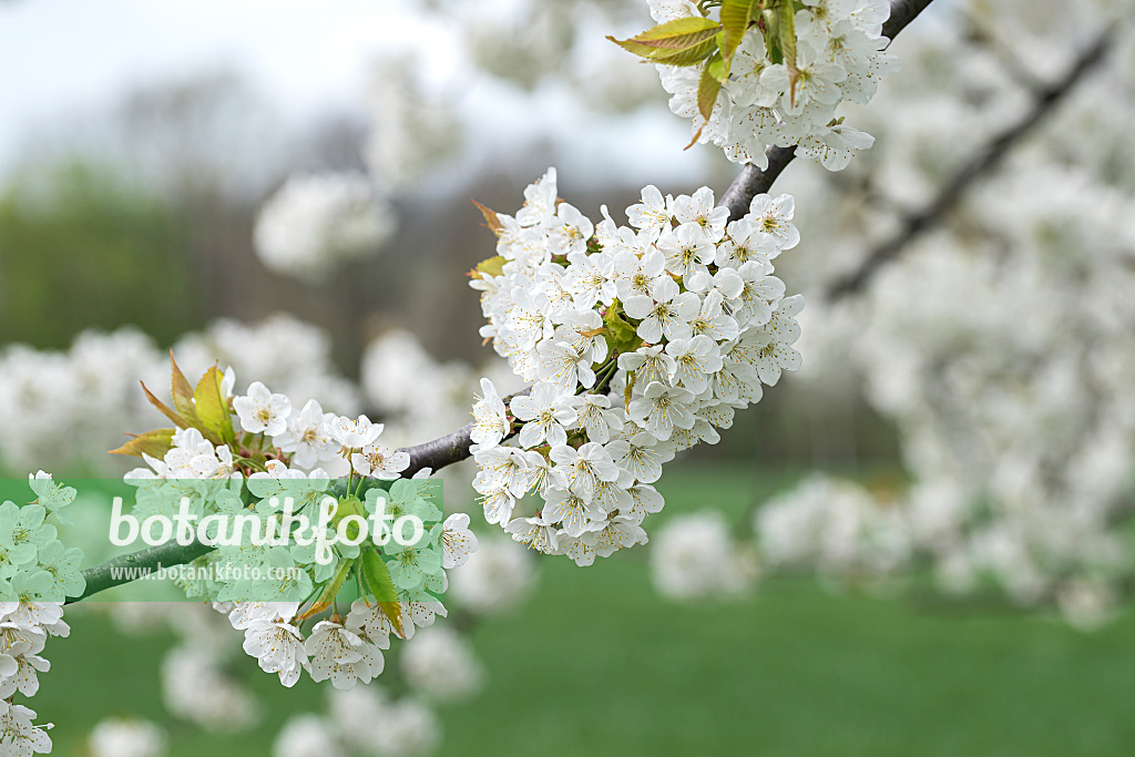 616079 - Cerisier des oiseaux (Prunus avium)