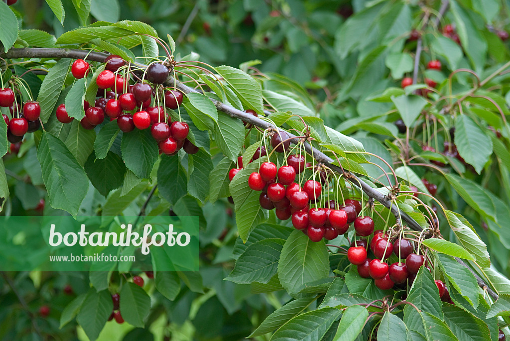 502337 - Cerisier des oiseaux (Prunus avium 'Bianca')