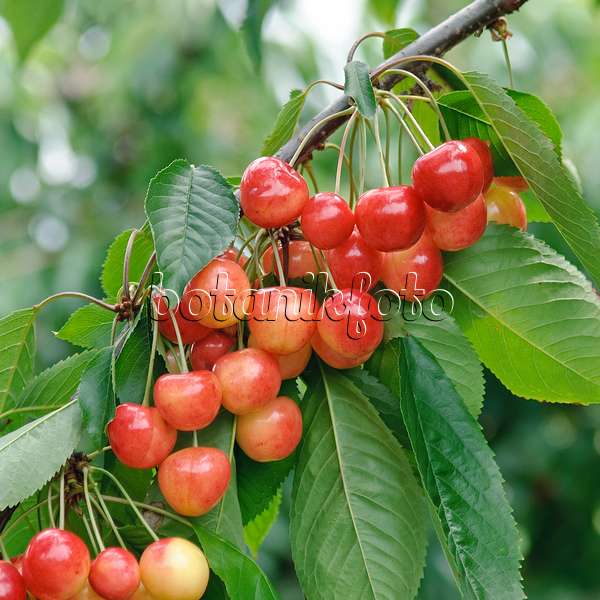 502339 - Cerisier des oiseaux (Prunus avium 'Büttners Rote Knorpel')