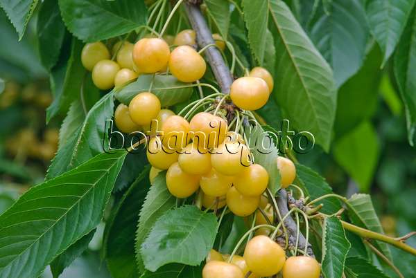502344 - Cerisier des oiseaux (Prunus avium 'Dönissens Gelbe Knorpelkirsche')