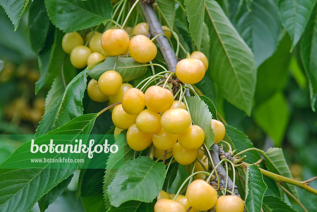 502344 - Cerisier des oiseaux (Prunus avium 'Dönissens Gelbe Knorpelkirsche')