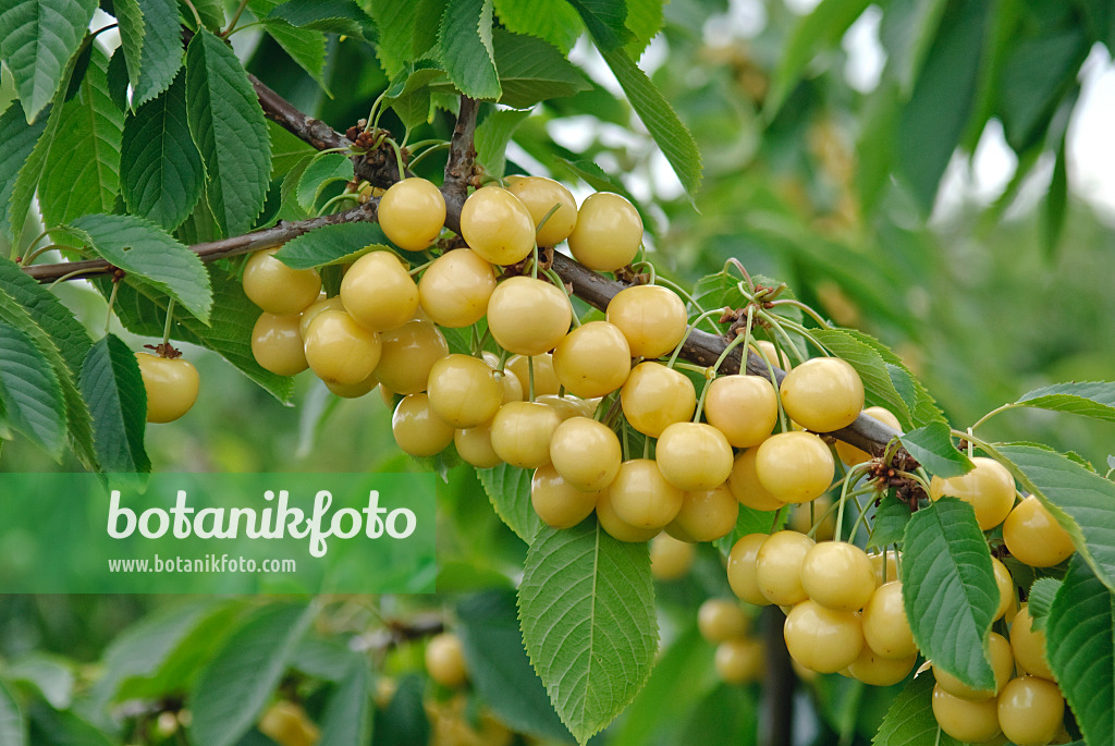 502343 - Cerisier des oiseaux (Prunus avium 'Drogans Gelbe')