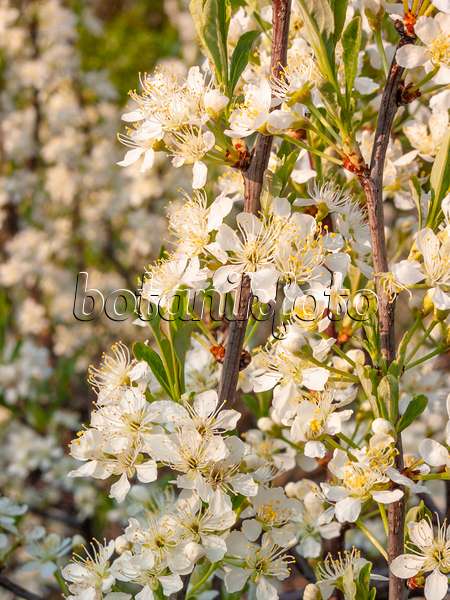 412054 - Cerisier des sables (Prunus pumila)