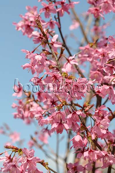 558185 - Cerisier (Prunus Collingwood Ingram)