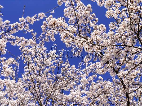 448006 - Cerisier Yoshino (Prunus x yedoensis)