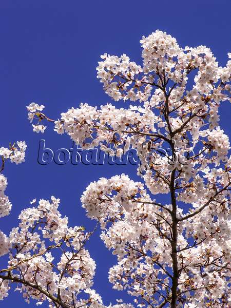 448009 - Cerisier Yoshino (Prunus x yedoensis)