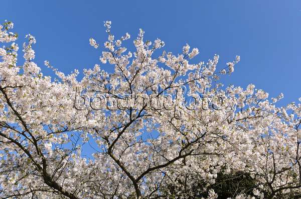 495044 - Cerisier Yoshino (Prunus x yedoensis)
