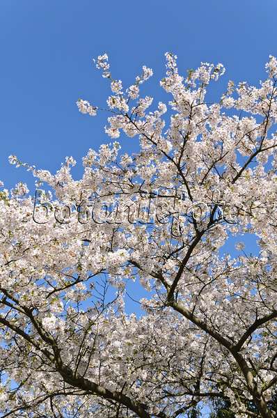 495045 - Cerisier Yoshino (Prunus x yedoensis)
