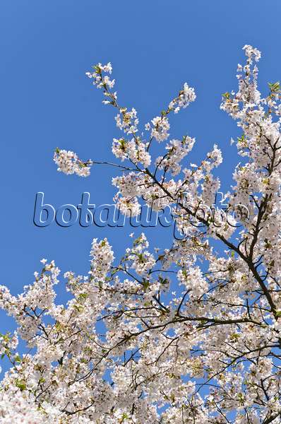 495046 - Cerisier Yoshino (Prunus x yedoensis)