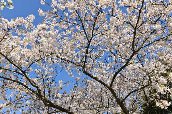 495047 - Cerisier Yoshino (Prunus x yedoensis)