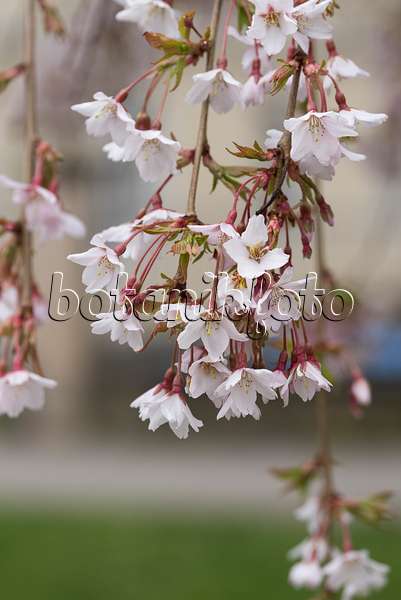 616303 - Cerisier Yoshino (Prunus x yedoensis 'Ivensii')
