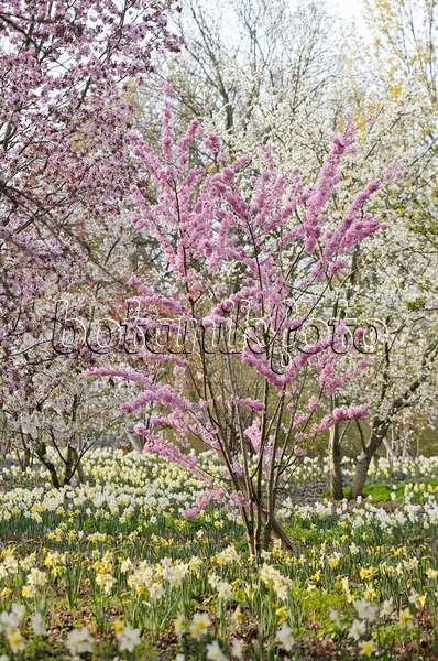543046 - Cerisiers (Prunus) et narcisses (Narcissus)