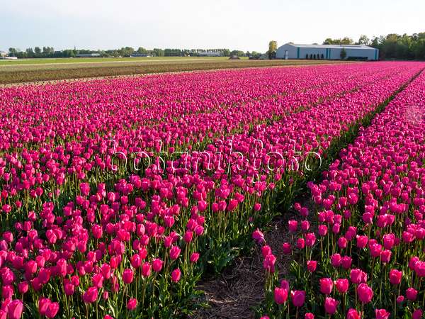 401099 - Champ de tulipes, Noordwijk, Pays-Bas