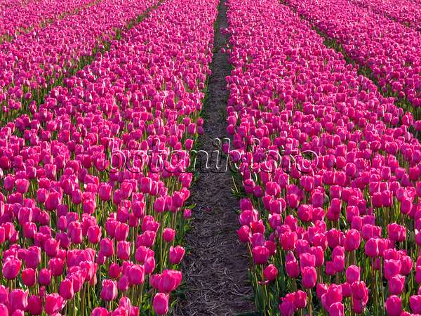 401101 - Champ de tulipes, Noordwijk, Pays-Bas