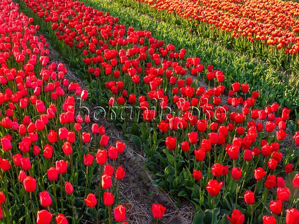 401102 - Champ de tulipes, Noordwijk, Pays-Bas