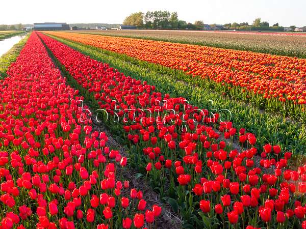 401103 - Champ de tulipes, Noordwijk, Pays-Bas