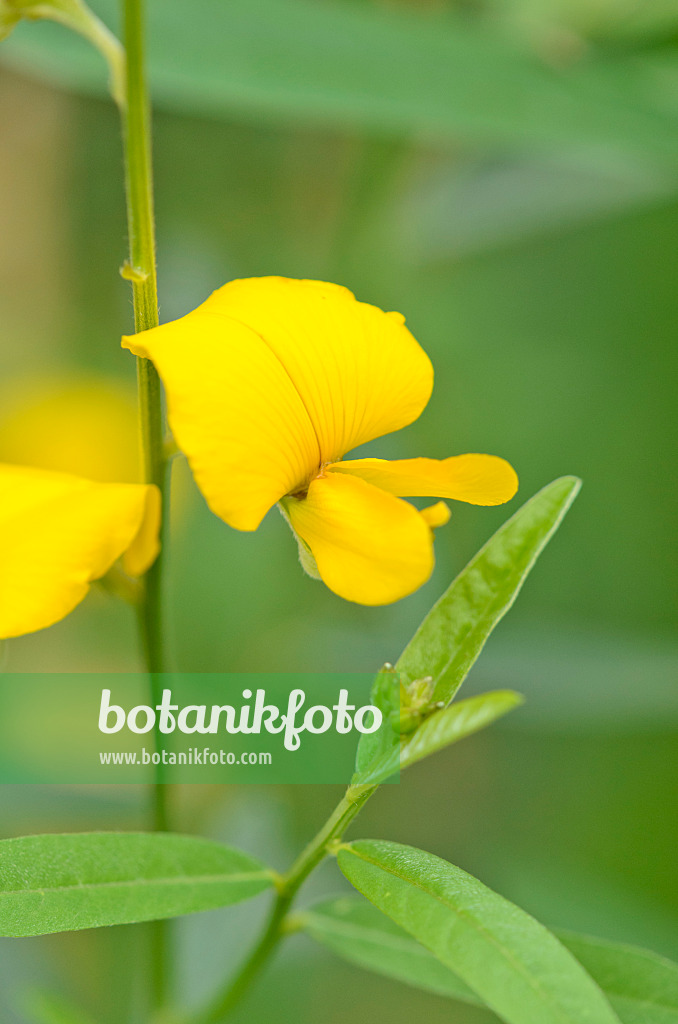 534460 - Chanvre du Bengale (Crotalaria juncea)