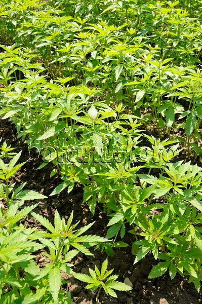 484282 - Chanvre indien (Cannabis sativa)