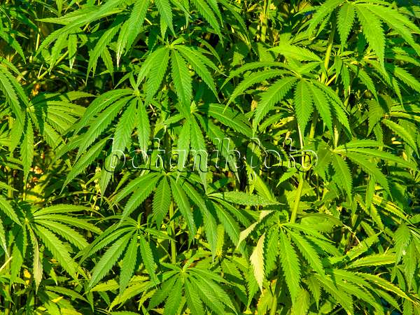 462187 - Chanvre indien (Cannabis sativa var. spontanea)