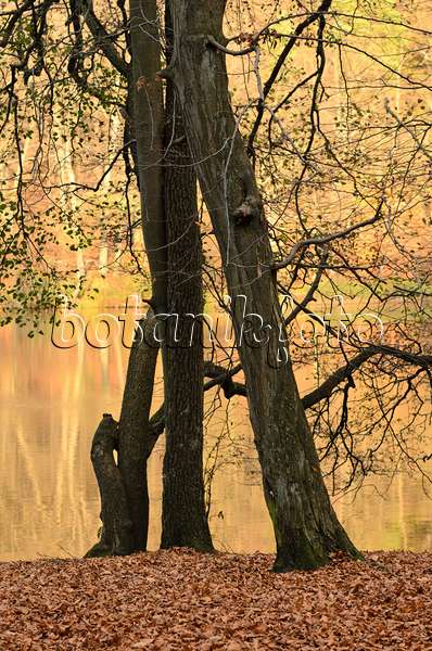 525448 - Charme commun (Carpinus betulus) et aulne glutineux (Alnus glutinosa) au bord du Hellsee, réserve naturelle de Biesenthaler Becken, Brandebourg, Allemagne