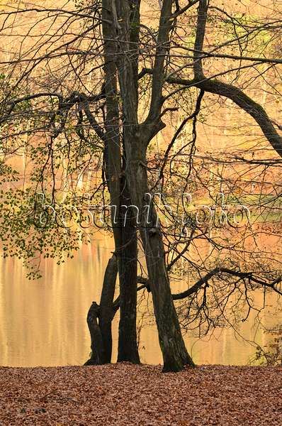 525449 - Charme commun (Carpinus betulus) et aulne glutineux (Alnus glutinosa) au bord du Hellsee, réserve naturelle de Biesenthaler Becken, Brandebourg, Allemagne