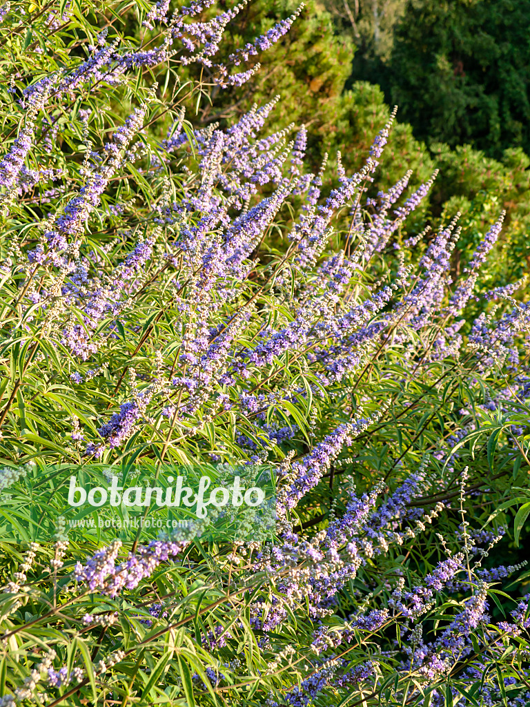 429058 - Chaste tree (Vitex agnus-castus)