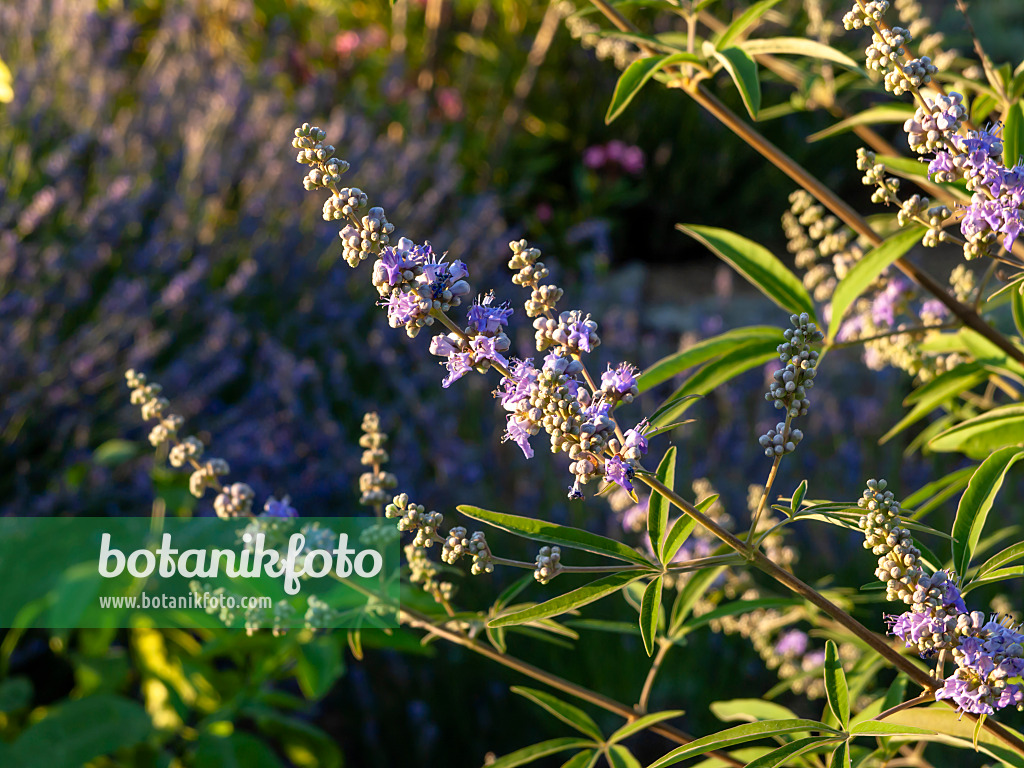 462201 - Chaste tree (Vitex agnus-castus)