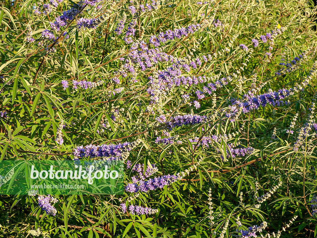 463028 - Chaste tree (Vitex agnus-castus)