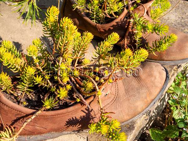 429140 - Chaussures plantées de plantes grasses
