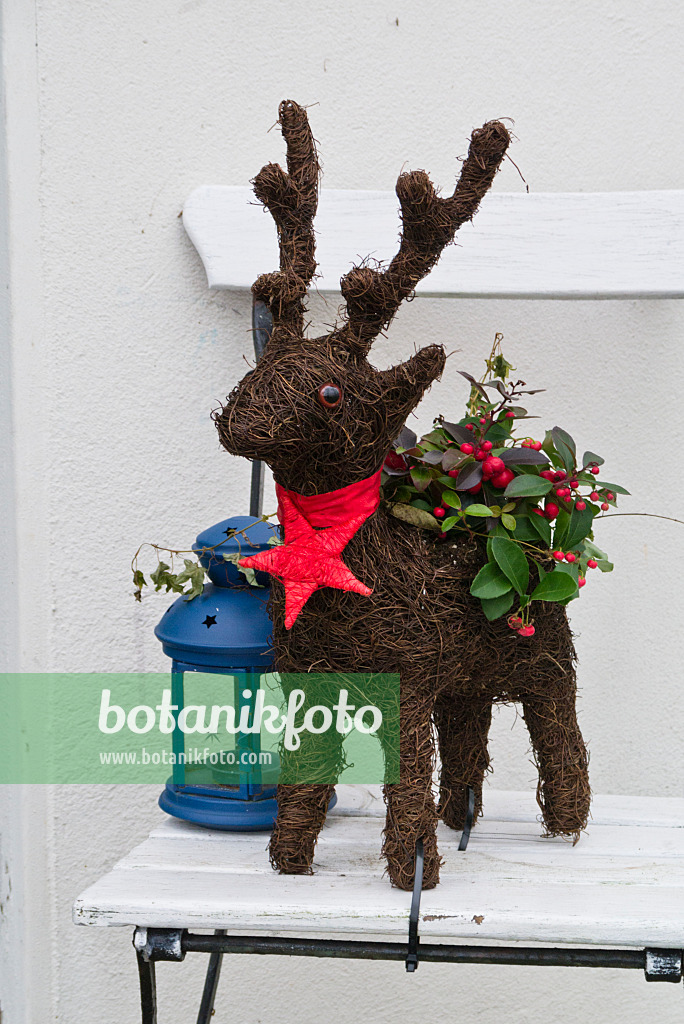 527039 - Checkerberry (Gaultheria procumbens) with Christmas decoration