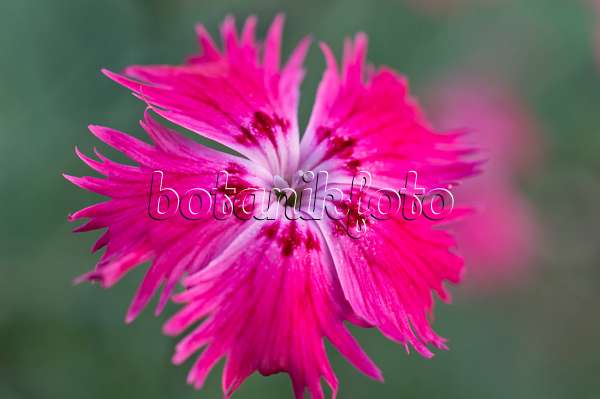 513005 - Cheddar pink (Dianthus gratianopolitanus)