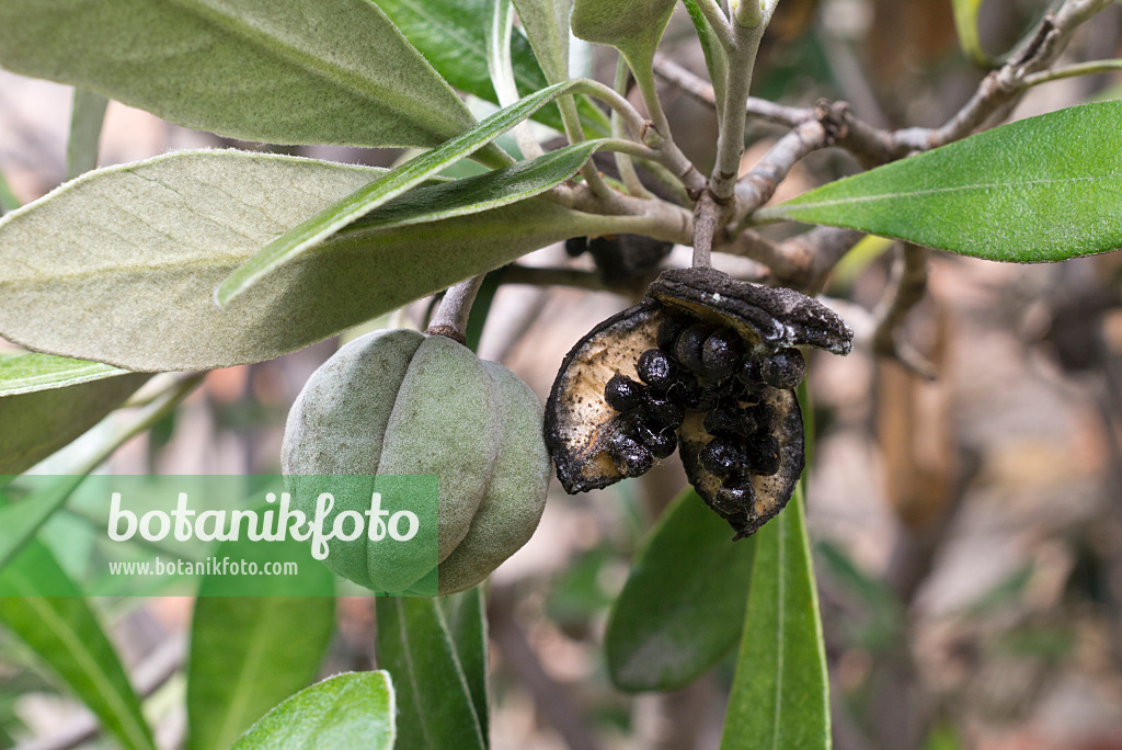 573009 - Cheesewood (Pittosporum tomentosum)