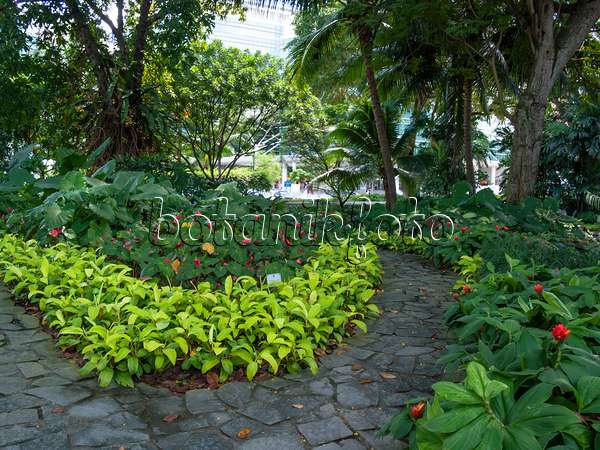 411091 - Chemin de dalles de pierre irrégulières entre des plantes vivaces fleuries dans un parc tropical