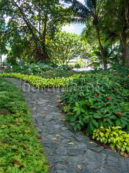411092 - Chemin de dalles de pierre irrégulières entre des plantes vivaces fleuries dans un parc tropical