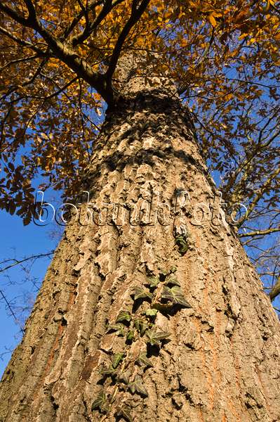 515006 - Chêne chevelu (Quercus cerris) et lierre grimpant (Hedera helix)