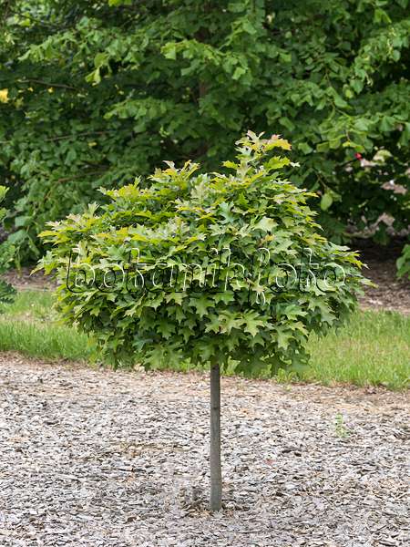 651461 - Chêne des marais (Quercus palustris 'Green Dwarf')
