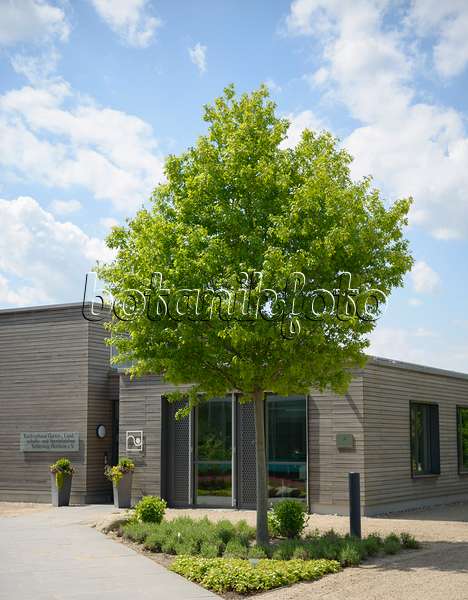 558203 - Chêne écarlate (Quercus coccinea)