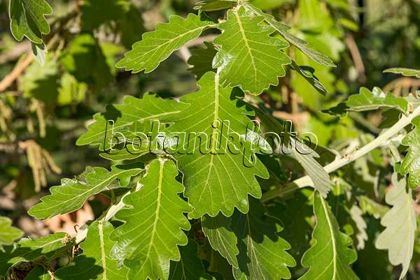 625339 - Chêne empereur du Japon (Quercus dentata 'Carl Ferris Miller')